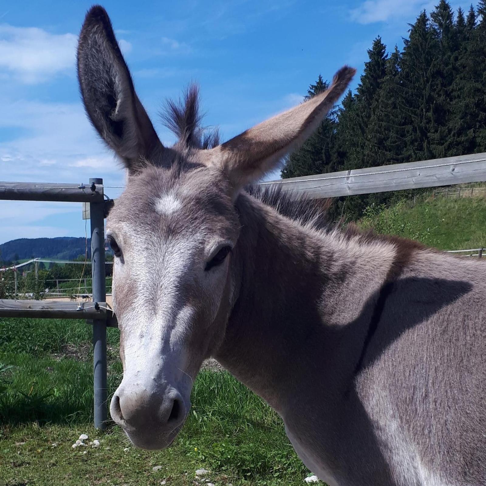 Ferienhof Allgaeumax Füssen Dış mekan fotoğraf
