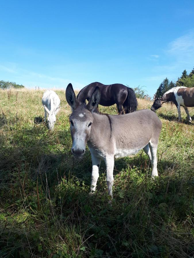 Ferienhof Allgaeumax Füssen Dış mekan fotoğraf
